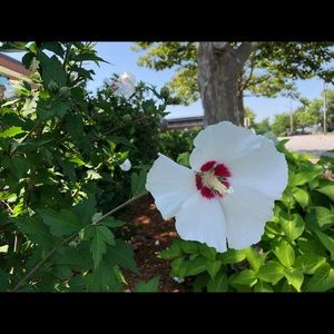 Meet your Posher, Nakia